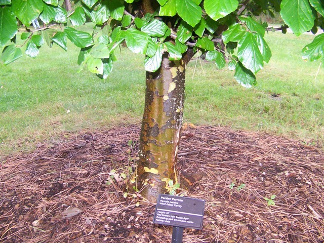 Persian Parrotia tree trunk